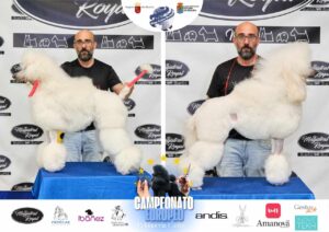 Arreglos del antes y después del Campeonato de peluquería canina 2024 Fotos del domingo categorías Caniches Penteados Creativo
