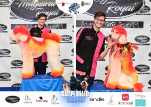 Arreglos del antes y después del Campeonato de peluquería canina 2024 Fotos del domingo categorías Caniches Penteados Creativo