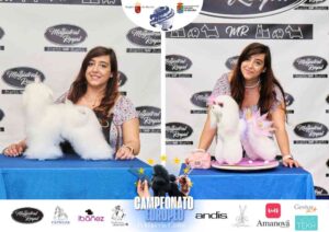 Campeonato Europeo Peluquería Canina el antes y después de la competición