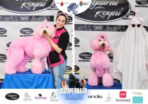 Arreglos del antes y después del Campeonato de peluquería canina 2024 Fotos del domingo categorías Caniches Penteados Creativo