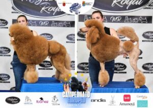 Arreglos del antes y después del Campeonato de peluquería canina 2024 Fotos del domingo categorías Caniches Penteados Creativo