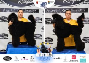 Arreglos del antes y después del Campeonato de peluquería canina 2024 Fotos del domingo categorías Caniches Penteados Creativo