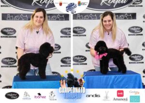 Campeonato Europeo Peluquería Canina el antes y después de la competición