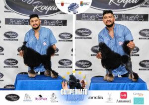 Arreglos del antes y después del Campeonato de peluquería canina 2024 Fotos del domingo categorías Caniches Penteados Creativo