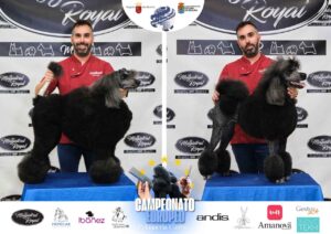 Arreglos del antes y después del Campeonato de peluquería canina 2024 Fotos del domingo categorías Caniches Penteados Creativo
