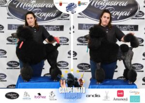 Arreglos del antes y después del Campeonato de peluquería canina 2024 Fotos del domingo categorías Caniches Penteados Creativo