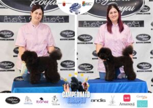 Campeonato Europeo Peluquería Canina el antes y después de la competición