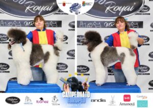 Arreglos del antes y después del Campeonato de peluquería canina 2024 Fotos del domingo categorías Caniches Penteados Creativo