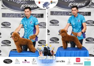 Arreglos del antes y después del Campeonato de peluquería canina 2024 Fotos del domingo categorías Caniches Penteados Creativo