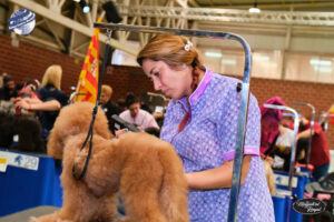 Campeonato europeo peluqueria canina Alianz Canine Worldwide y patrocinador Magistral Royal
