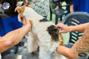 Campeonato europeo peluqueria canina Alianz Canine Worldwide y patrocinador Magistral Royal
