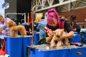 Campeonato europeo peluqueria canina Alianz Canine Worldwide y patrocinador Magistral Royal