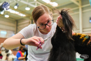 Campeonato europeo peluqueria canina Alianz Canine Worldwide y patrocinador Magistral Royal