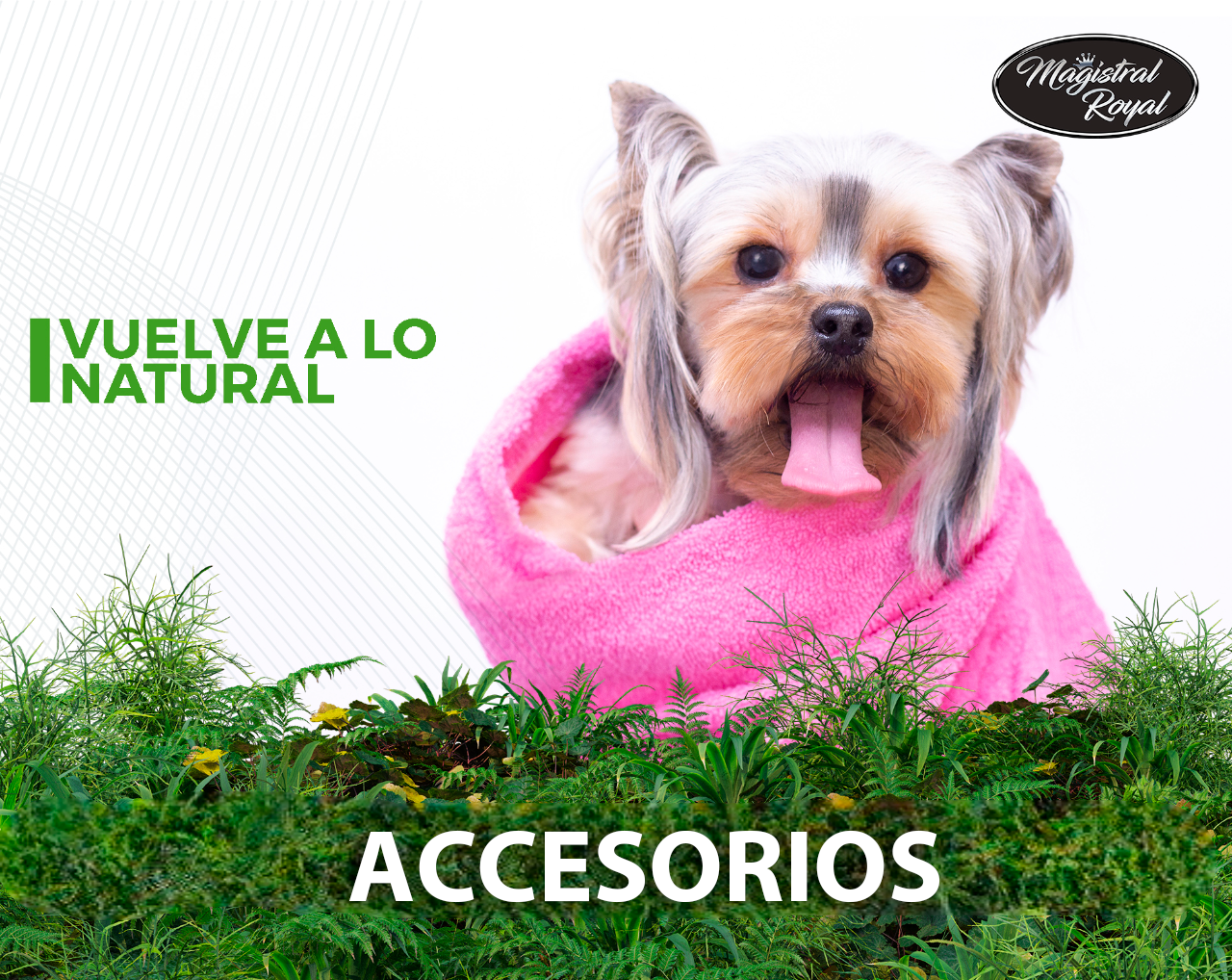 Herramientas y accesorios para perros y gatos